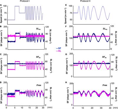 Influence of Step Frequency on the Dynamic Characteristics of Ventilation and Gas Exchange During Sinusoidal Walking in humans